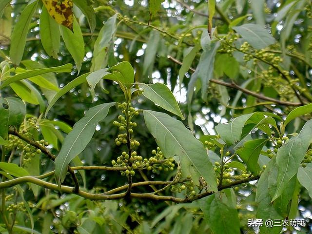 冬天野生山胡椒，白胡椒和黑胡椒哪个好