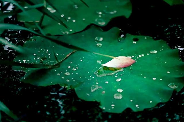 跳蚤效应有什么启示，我们的头顶总有一个假想的瓶盖在限制自己。