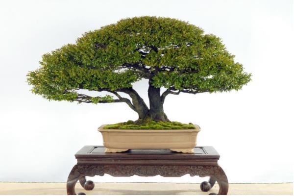 小叶紫檀盆景图片，小叶紫檀盆景养护技巧（盆景首选小叶紫檀）