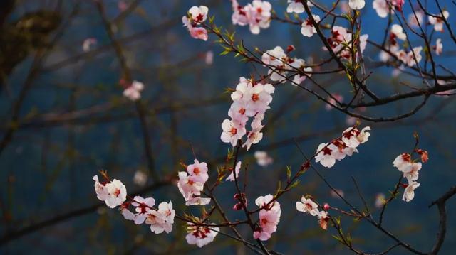 2022年林芝桃花节什么时候开始，2022年林芝桃花节3月23日开幕