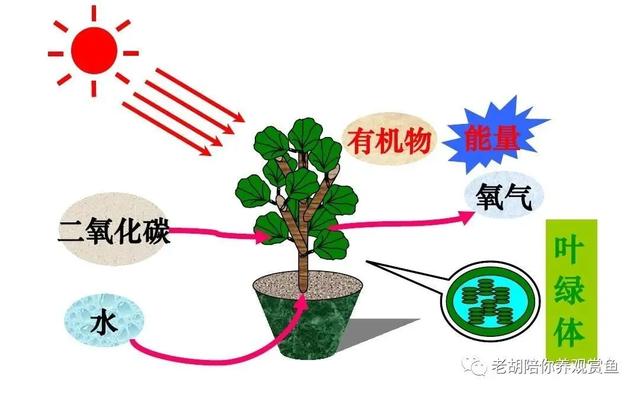 土方法鱼缸增氧，鱼缸怎么提高水中溶氧量（草缸鱼缸打氧也是法宝）