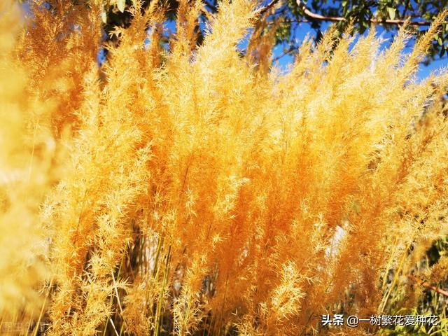 适合庭院养的草花，25种观赏草观叶赏花