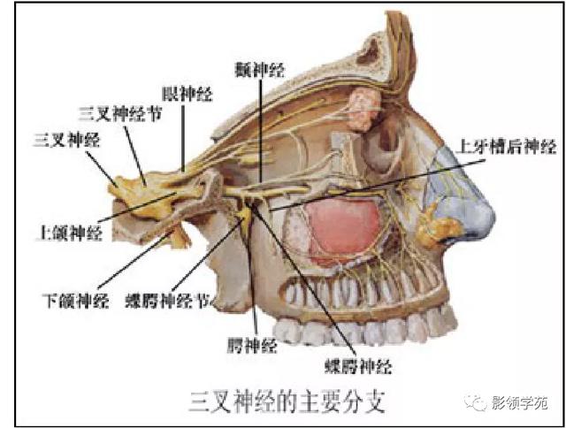 面部血管分布图，三叉神经分支及面部分布规律（玻尿酸怎么打，才会避免栓塞呢）