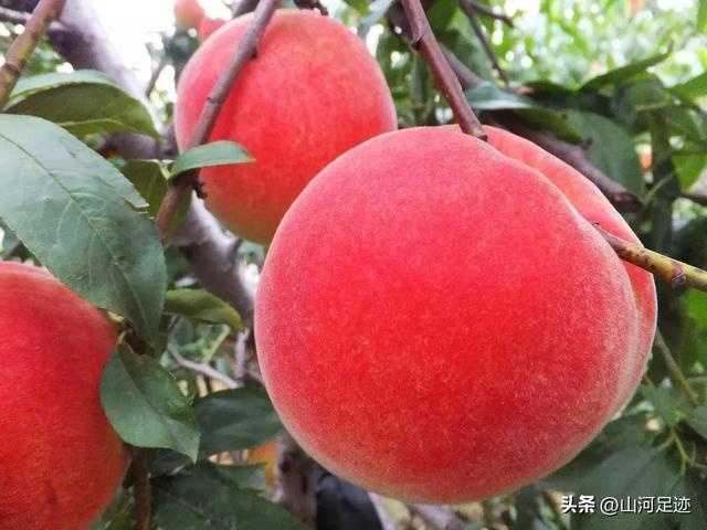 伏见桃山起源，来自日本天皇陵墓的奶茶