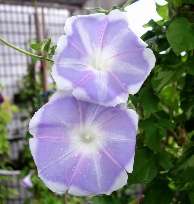做梦也没想到牵牛花能开成这个样子，斗牛牛心脏（周公解梦：梦见这四种花草）