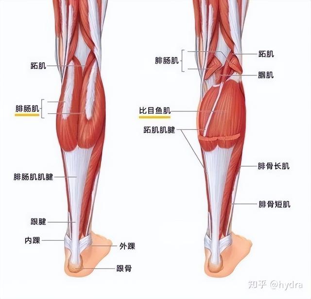 正确的肌肉贴法，膏药正确用法看这里
