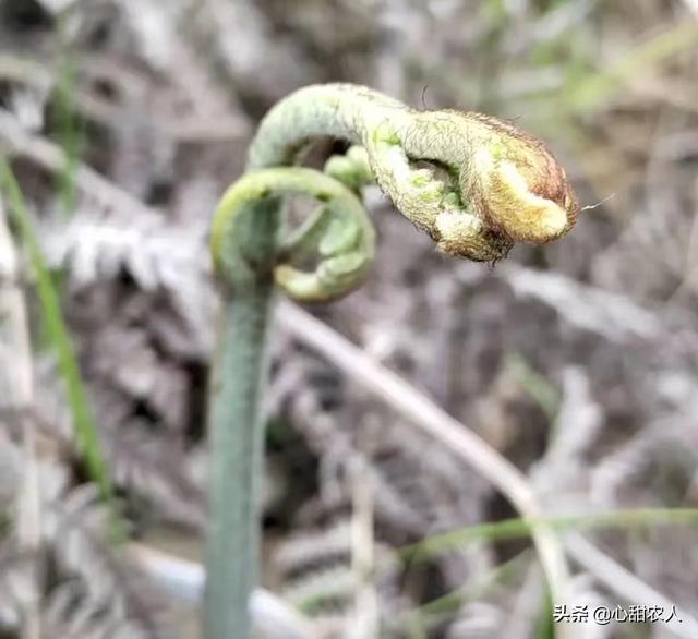 袋装蕨菜炒腊肉做法，蕨菜-晒干炒腊肉最好吃