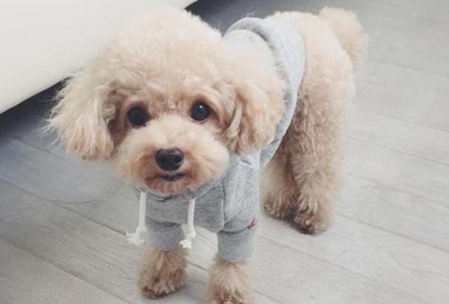 狗狗吐白色泡沫，宠物狗吐了白色泡沫是什么原因呢