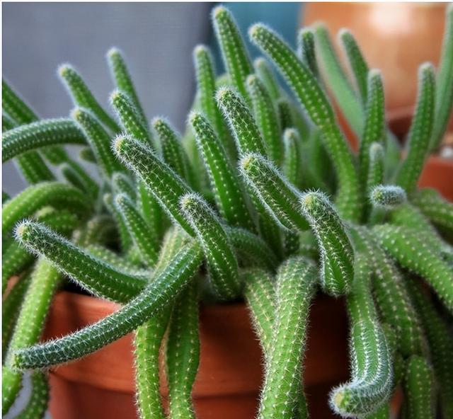 仙人掌的生长过程，仙人掌植物的生长过程