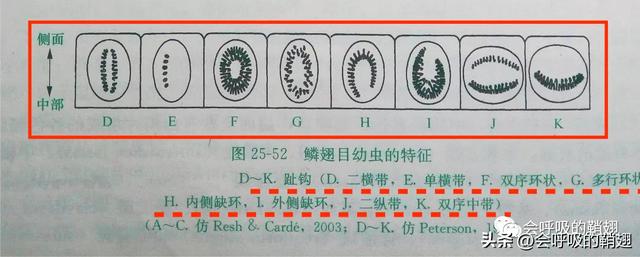 绿尾大蚕蛾出现在几月份，自博馆绿尾大蚕蛾开始羽化啦