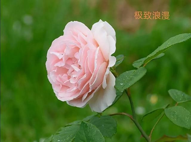 切花月季哪几个品种比较好，常见切花月季一览