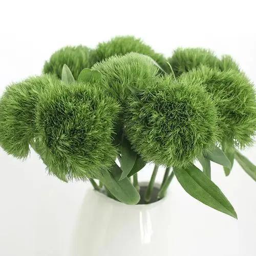 春天丛生的开花植物，50种花春天播种