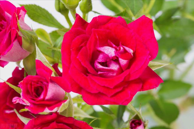 花开有期只为在最美时光里遇见你，一花一深情花如人生