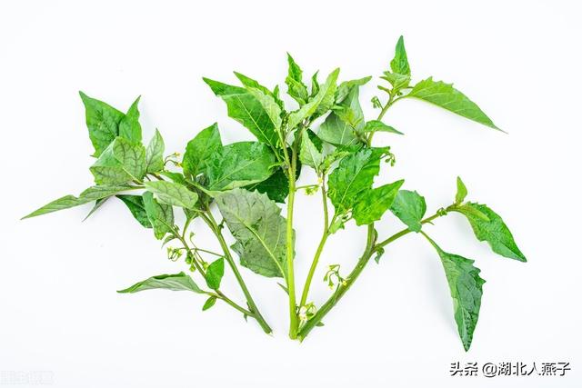 野菜的种类和图片大全，四季野菜图文大全（最美味的15种野菜）