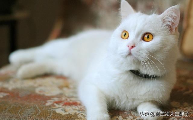 猫咪跑步机为什么不能一直开着，猫咪跑步机如何正确使用