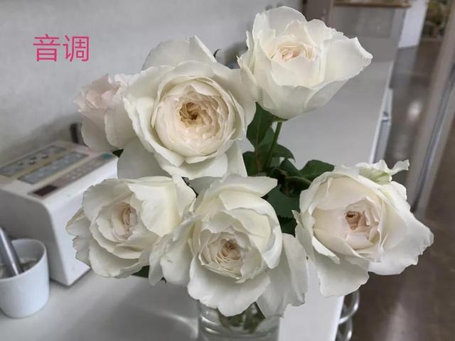 切花月季哪几个品种比较好，常见切花月季一览