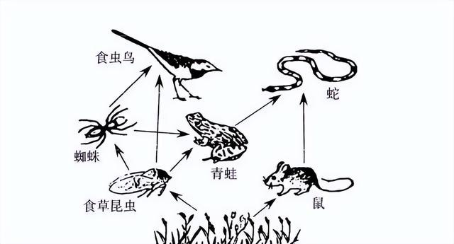 21岁小伙被神秘毒蛇咬伤，广西70岁老伯欲吓唬毒蛇反被追着咬