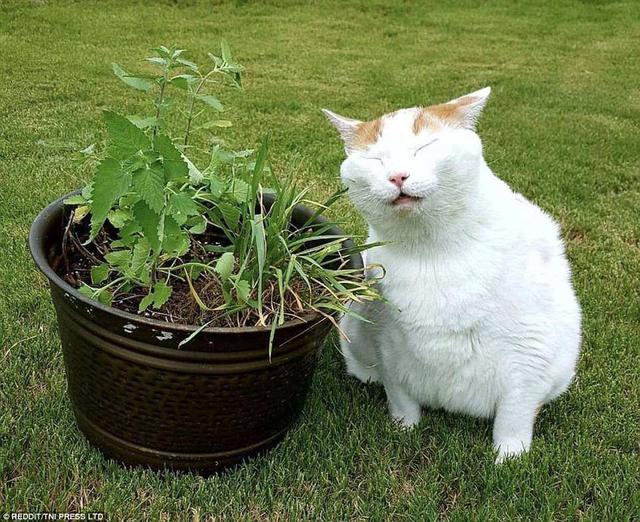 猫薄荷对猫有什么作用，猫薄荷到底是对猫有什么影响（让猫疯狂的猫薄荷还有驱蚊功效）