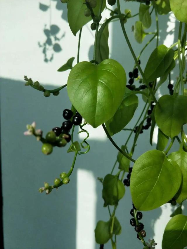 适合阳台种的蔬菜都有哪些，实用分享30款适合阳台种植的蔬菜