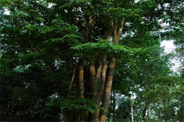 神奇的植物有哪些，世界上八大神奇植物（这些神奇植物你见过吗）