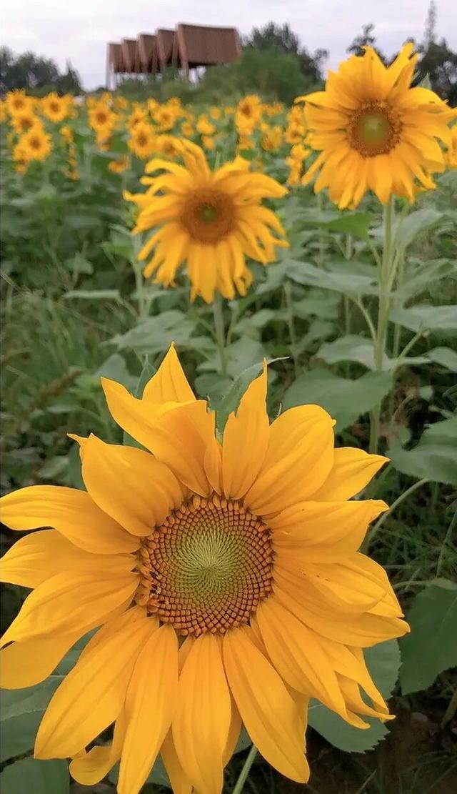 粉黛草向日葵彼岸花海...成都有多少惊喜，粉黛花海花期50天
