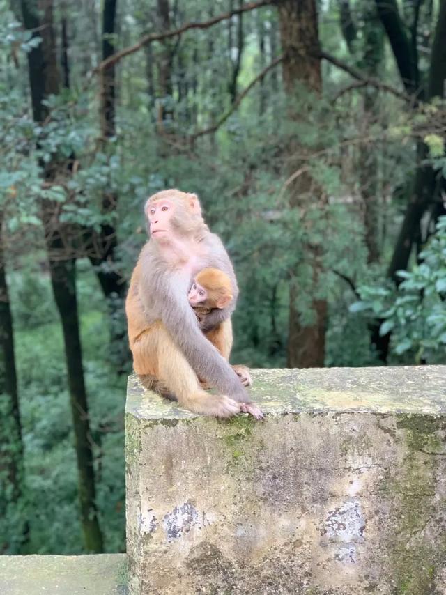 鸡足山旅游攻略，11月免费的大理宾川鸡足山（大理宾川鸡足山景区旅游攻略）