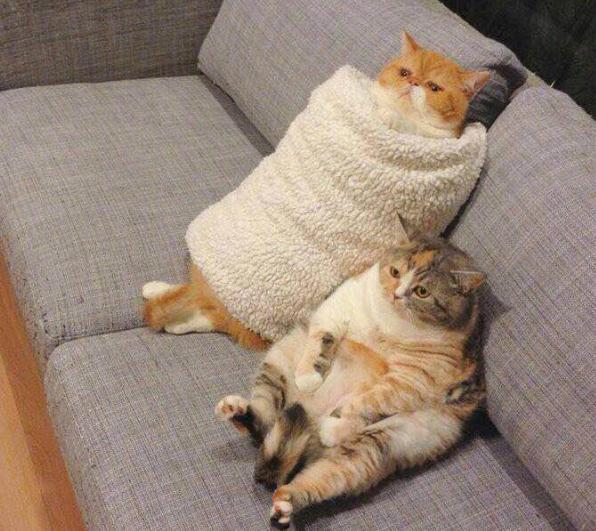 猫咪究竟怕不怕冷，猫咪怕冷注意事项