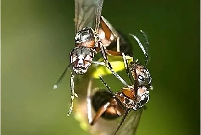 世界上最大的蚂蚁，世界上最大的蚂蚁在哪里生长（世界上最大的蚂蚁公牛蚁）