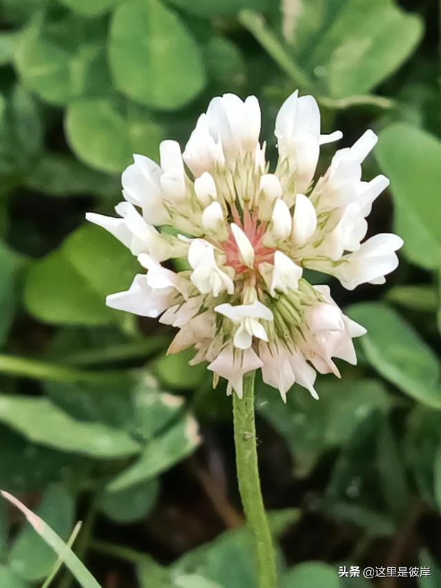 三叶草的叶子是什么形状的，每片叶子都有个胜利的标志