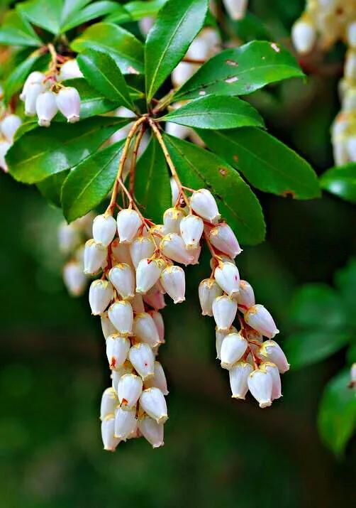 马醉木好不好养，马醉木及其品种介绍