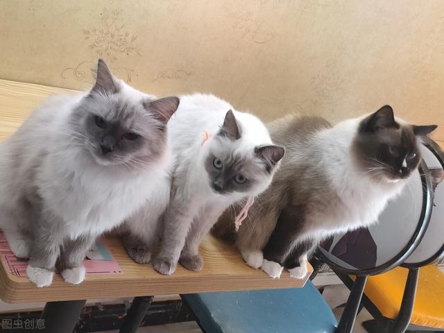 为什么猫咪会呕吐猫粮，猫咪呕吐、吐猫粮是什么原因造成的