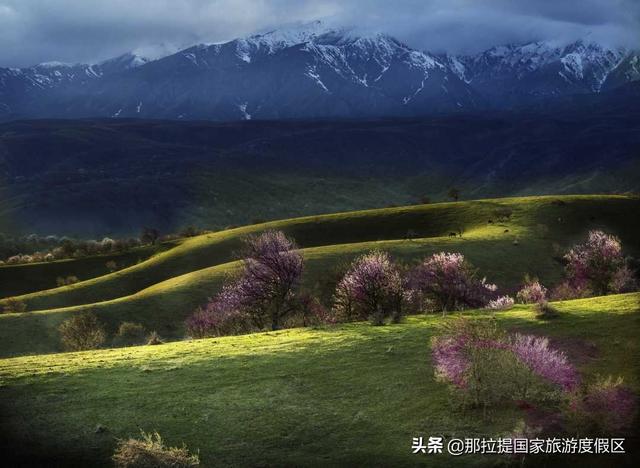 伊犁河谷最值得去的地方，伊犁河谷赏花攻略