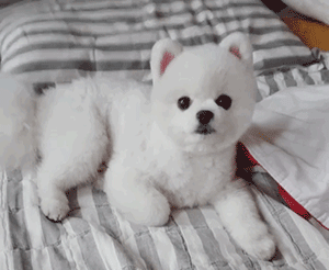博美犬有哪些常见的病症，博美天生易患这5种疾病