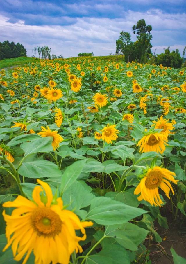 粉黛草向日葵彼岸花海...成都有多少惊喜，粉黛花海花期50天