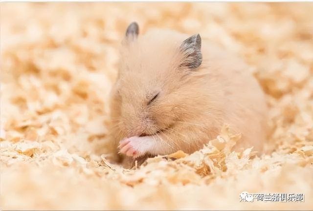 仓鼠的木屑多久换一次，仓鼠垫料要多久换一次（仓鼠需要多久换一次木屑）