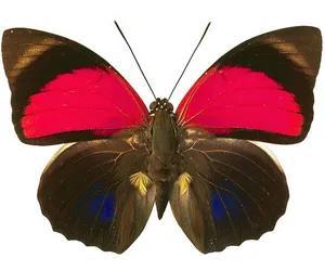 世界八大名贵蝴蝶，世界十大名贵蝴蝶