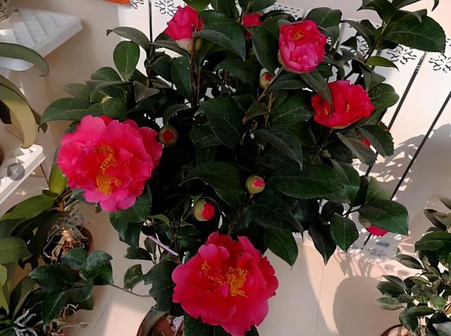 克瑞墨大牡丹茶花，纯正克瑞墨大牡丹茶花（养盆“克瑞墨牡丹”）