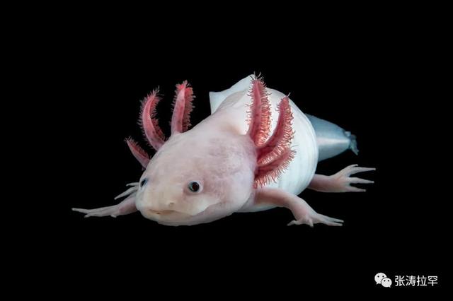 6种长相奇特的动物，千奇百怪一眼销魂