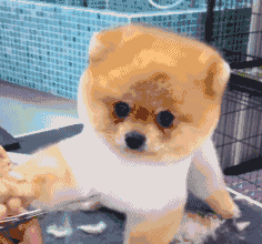 怎样分辨博美犬的性格，小博美的这几个性格特点