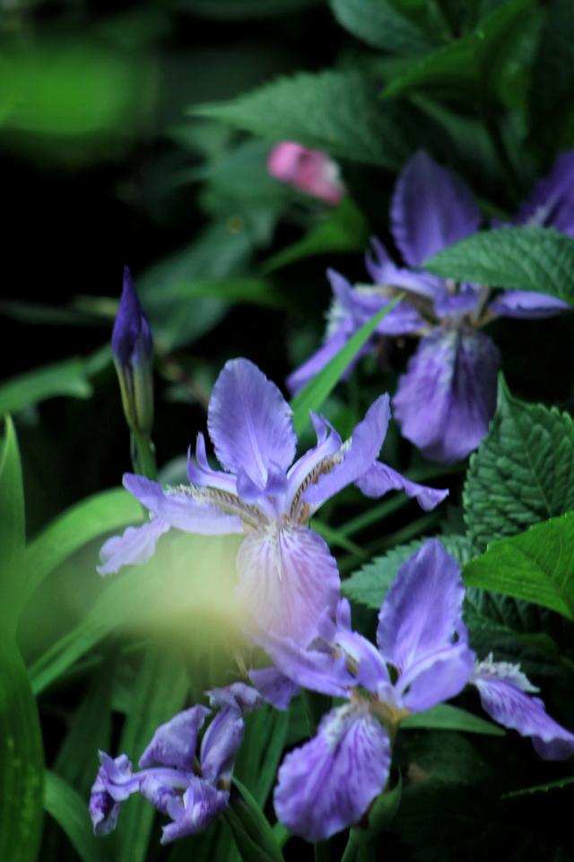 紫红色景观花卉，花卉紫色花卉