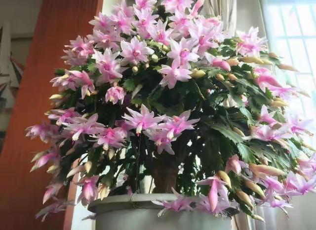 春节花卉品种大全大图，春节遇花期，五彩斑斓过新年