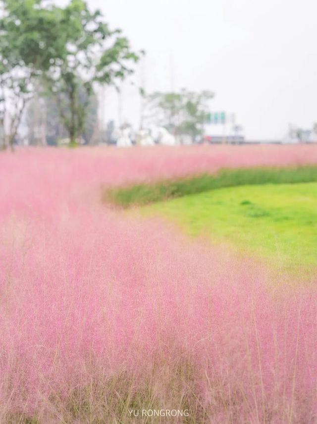 粉黛草向日葵彼岸花海...成都有多少惊喜，粉黛花海花期50天