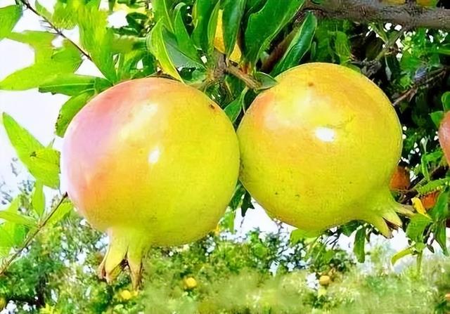 石榴品种哪种最好，什么品种的石榴好种（中国最好吃的石榴前五名）