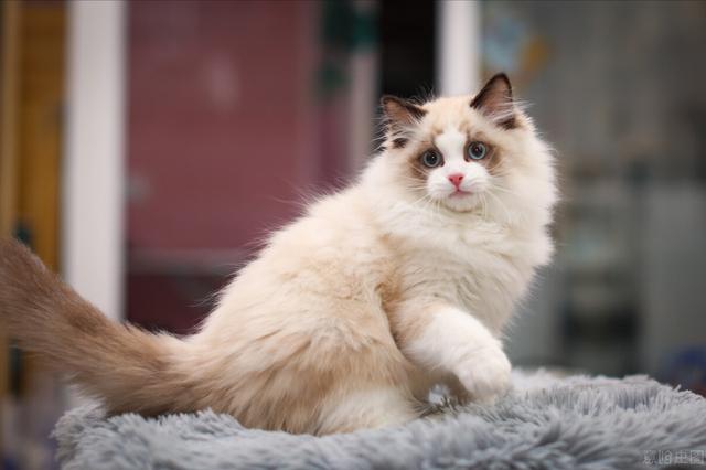 猫界最通人性的6种猫，最“通人性”的几种猫