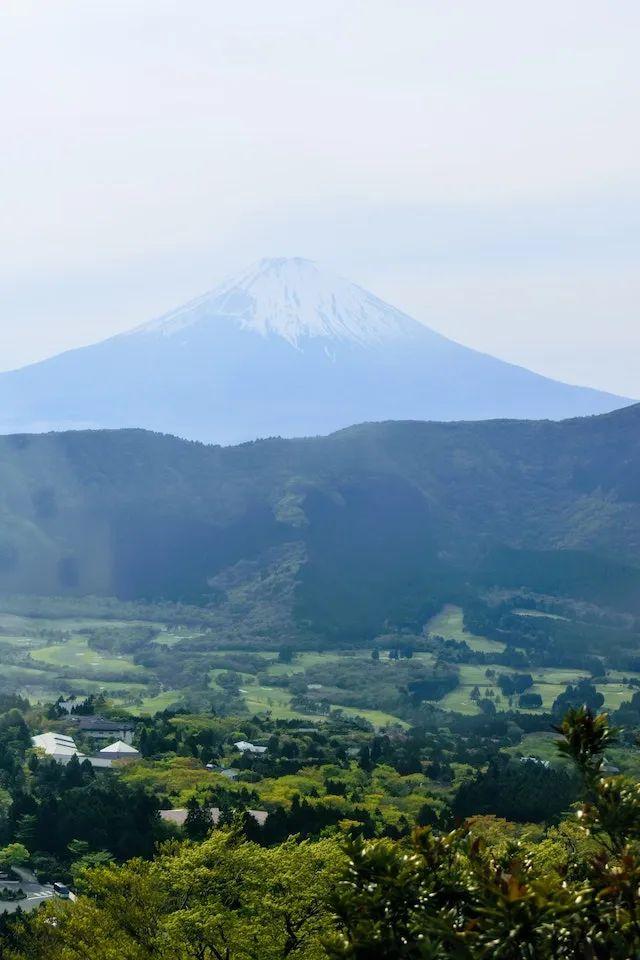 芥末wasabi，芥末为什么会有人喜欢吃