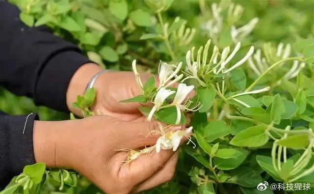 临沂树形金银花价格，好品山东产自临沂