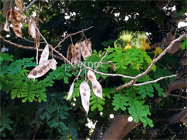 花落草木葳蕤，唯美，花开有声，花落有语