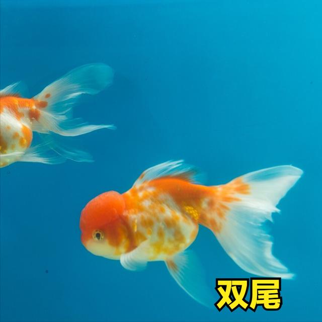 锦鲤和金鱼的区别，怎么区分锦鲤和金鱼