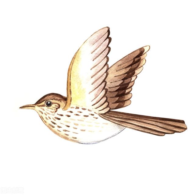 乌鸦哥绘画，阿庆哥画鸟