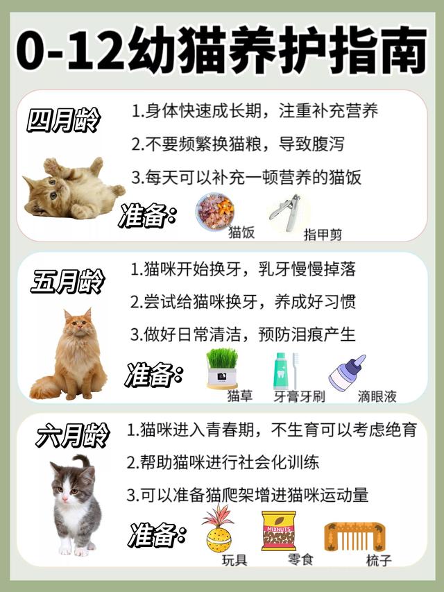 幼猫各阶段喂养，0~12月龄猫咪“喂养指南”